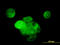 Mitogen-Activated Protein Kinase 13 antibody, LS-B5506, Lifespan Biosciences, Immunofluorescence image 