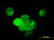 p38 MAPK antibody, LS-B5506, Lifespan Biosciences, Immunofluorescence image 