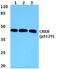CAMP Responsive Element Binding Protein 1 antibody, PA5-36843, Invitrogen Antibodies, Western Blot image 