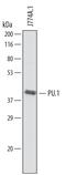 Spi-1 Proto-Oncogene antibody, AF7124, R&D Systems, Western Blot image 