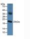 Nucleoredoxin antibody, MBS2015691, MyBioSource, Western Blot image 