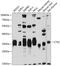 Cathepsin Z antibody, 18-764, ProSci, Western Blot image 