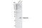 Adiponectin, C1Q And Collagen Domain Containing antibody, 2789S, Cell Signaling Technology, Western Blot image 