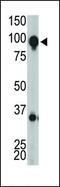 Glutamate Metabotropic Receptor 8 antibody, PA5-11697, Invitrogen Antibodies, Western Blot image 