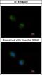 Stathmin 2 antibody, GTX106422, GeneTex, Immunofluorescence image 