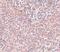 Nanog Homeobox antibody, PA5-20889, Invitrogen Antibodies, Immunohistochemistry frozen image 