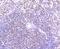 IKAROS Family Zinc Finger 1 antibody, NBP2-75536, Novus Biologicals, Immunohistochemistry paraffin image 