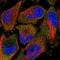 TAL BHLH Transcription Factor 2 antibody, NBP1-88638, Novus Biologicals, Immunofluorescence image 