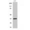 TNFRSF1A Associated Via Death Domain antibody, LS-C386484, Lifespan Biosciences, Western Blot image 