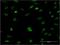 Replication Factor C Subunit 5 antibody, H00005985-M01, Novus Biologicals, Immunocytochemistry image 