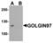 Golgin A1 antibody, LS-B13085, Lifespan Biosciences, Western Blot image 