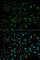ELAV Like RNA Binding Protein 1 antibody, A1608, ABclonal Technology, Immunofluorescence image 