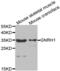 Gonadotropin Releasing Hormone 1 antibody, abx004300, Abbexa, Western Blot image 