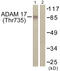 ADAM Metallopeptidase Domain 17 antibody, LS-C198591, Lifespan Biosciences, Western Blot image 