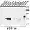 Phosphodiesterase 11A antibody, AP00662SU-N, Origene, Western Blot image 