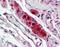 Fatty Acid Desaturase 1 antibody, orb95059, Biorbyt, Immunohistochemistry paraffin image 