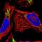 D-Dopachrome Tautomerase antibody, NBP2-13904, Novus Biologicals, Immunofluorescence image 