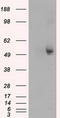 Tubulin Alpha 8 antibody, TA501009, Origene, Western Blot image 