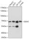 DEAD-Box Helicase 5 antibody, 14-895, ProSci, Western Blot image 