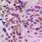 Activating Transcription Factor 1 antibody, LS-C351857, Lifespan Biosciences, Immunohistochemistry frozen image 