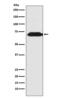 Thymocyte Selection Associated antibody, M07854, Boster Biological Technology, Western Blot image 