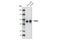 Discs Large MAGUK Scaffold Protein 4 antibody, 3409T, Cell Signaling Technology, Western Blot image 