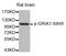 Glutamate Ionotropic Receptor AMPA Type Subunit 1 antibody, MBS128478, MyBioSource, Western Blot image 