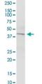 Potassium Calcium-Activated Channel Subfamily N Member 4 antibody, H00003783-B01P, Novus Biologicals, Western Blot image 