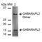 GABA Type A Receptor Associated Protein Like 2 antibody, LS-C773243, Lifespan Biosciences, Western Blot image 