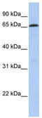 Zinc Finger Protein 136 antibody, TA339079, Origene, Western Blot image 