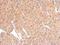 Tetraspanin 3 antibody, GTX106868, GeneTex, Immunohistochemistry paraffin image 