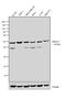 Histone Deacetylase 3 antibody, MA5-15442, Invitrogen Antibodies, Western Blot image 