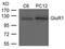 GluA1 antibody, GTX50574, GeneTex, Western Blot image 