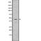 C-C Motif Chemokine Receptor 2 antibody, abx149023, Abbexa, Western Blot image 