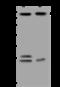 SH3 Domain Containing Kinase Binding Protein 1 antibody, 200951-T44, Sino Biological, Western Blot image 