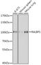 RalA Binding Protein 1 antibody, A01403, Boster Biological Technology, Western Blot image 