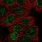 Dynactin Subunit 5 antibody, PA5-66625, Invitrogen Antibodies, Immunofluorescence image 