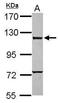 Caspase Recruitment Domain Family Member 6 antibody, PA5-29273, Invitrogen Antibodies, Western Blot image 