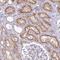 ABCC5 antibody, NBP2-14251, Novus Biologicals, Immunohistochemistry paraffin image 