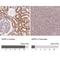 Sedoheptulokinase antibody, NBP2-49429, Novus Biologicals, Immunohistochemistry paraffin image 