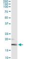 Smag-82 antibody, H00002250-M01, Novus Biologicals, Immunoprecipitation image 