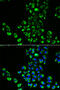 Eukaryotic Translation Initiation Factor 5B antibody, 19-922, ProSci, Immunofluorescence image 