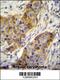 Ankyrin Repeat Domain 39 antibody, 55-672, ProSci, Immunohistochemistry frozen image 