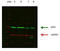 Glutamate dehydrogenase 1, mitochondrial antibody, TA338162, Origene, Western Blot image 