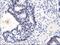 Uracil DNA Glycosylase antibody, MA5-25680, Invitrogen Antibodies, Immunohistochemistry frozen image 