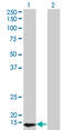 RNA polymerase II 16 kDa subunit antibody, LS-C197944, Lifespan Biosciences, Western Blot image 