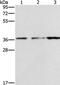 NSE3 Homolog, SMC5-SMC6 Complex Component antibody, PA5-50619, Invitrogen Antibodies, Western Blot image 