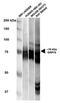 Heat Shock Protein Family A (Hsp70) Member 5 antibody, 11145, QED Bioscience, Western Blot image 