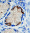 Wnt Family Member 2 antibody, AF3464, R&D Systems, Immunohistochemistry frozen image 