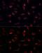 Mitogen-Activated Protein Kinase Kinase 7 antibody, GTX54352, GeneTex, Immunocytochemistry image 